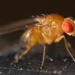 Jadrová technológia pomáha Dominikánskej republike odstrániť hmyz