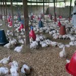 Jadrová technológia pomáha vedcom v Kongu identifikovať chrípku či ebolu