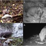 Černobyľská štúdia našla „bohatý život“ v uzavretej zóne Černobyľ