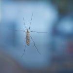 Míľnik vo využití jadrovej techniky na boj proti komárom