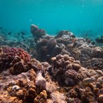 Jordánsko plánuje jadrovú odsoľovaciu elektráreň na výrobu pitnej vody z Červeného mora more, koraly